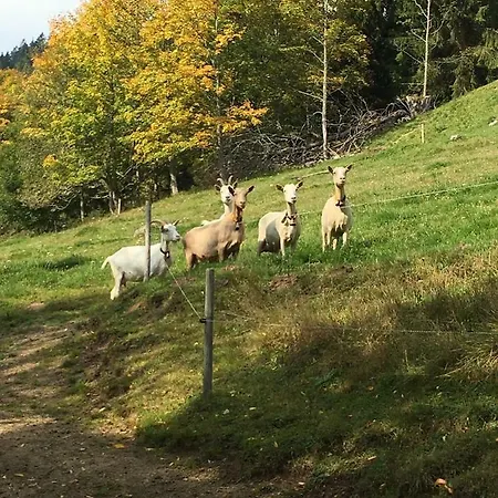 Romantisches Schwarzwaldhaus Semesterbostad